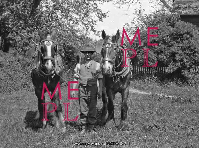 : Man with two horses in a field : Man with two horses in a field