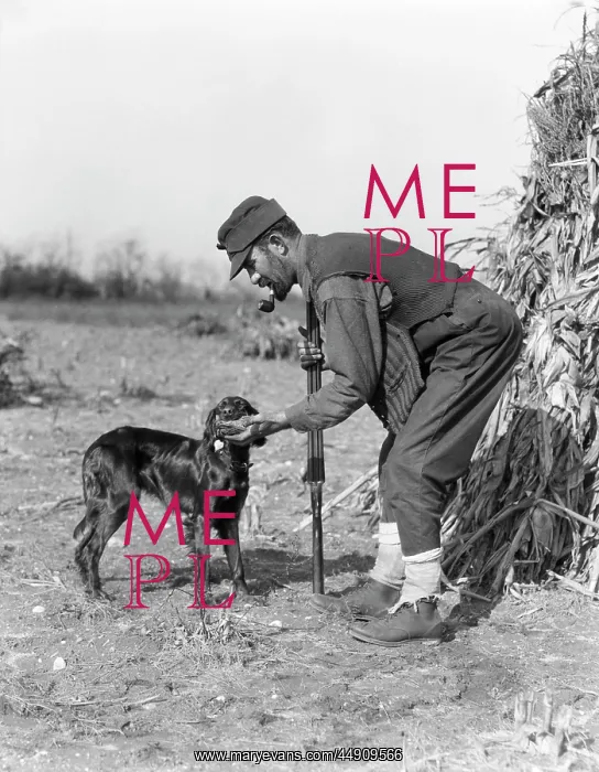 : Man Hunter with Shotgun in Corn Field Taking Bird from Iri : Man Hunter with Shotgun in Corn Field Taking Bird from Iri