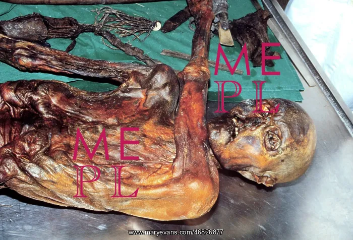 : The man from the ice Otzi : The man from the ice Otzi