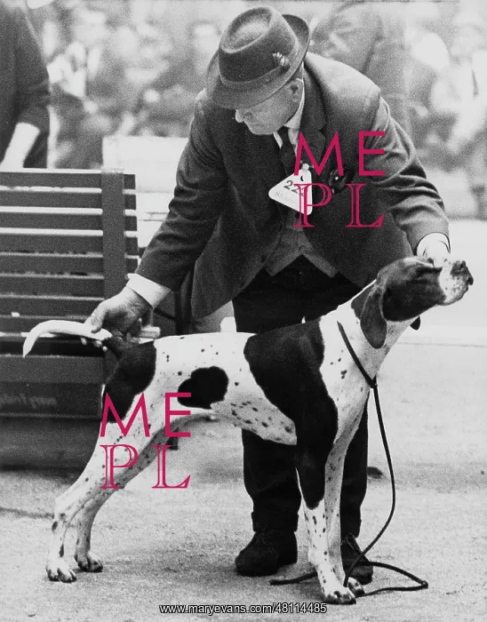 : Man judging dog at a dog show : Man judging dog at a dog show