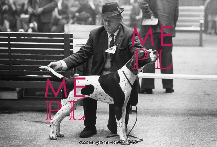 : Man judging an English Pointer at a dog show : Man judging an English Pointer at a dog show