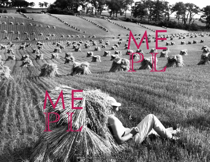 : A man lounges around in a wheat field. Date ? : A man lounges around in a wheat field. Date ?