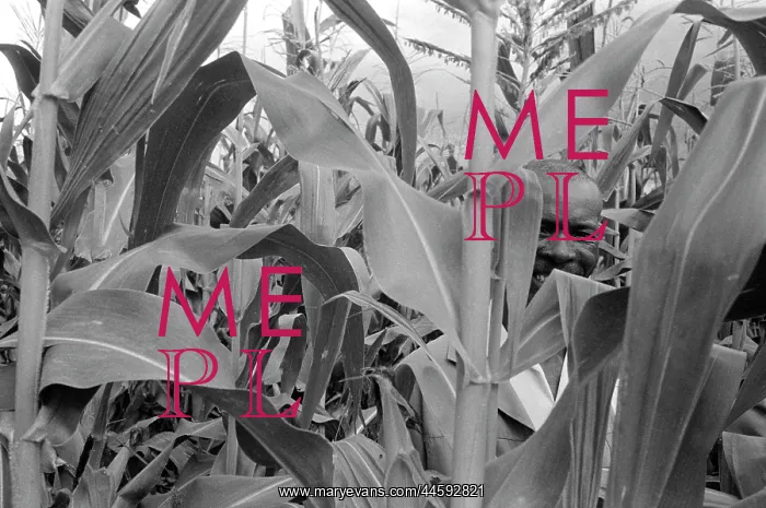 : Man in a maize field : Man in a maize field