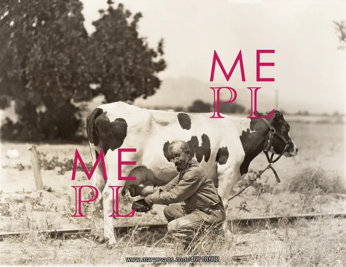  : Man milking cow in field