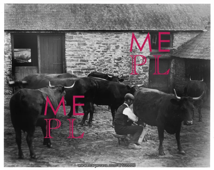  : MAN MILKS COW