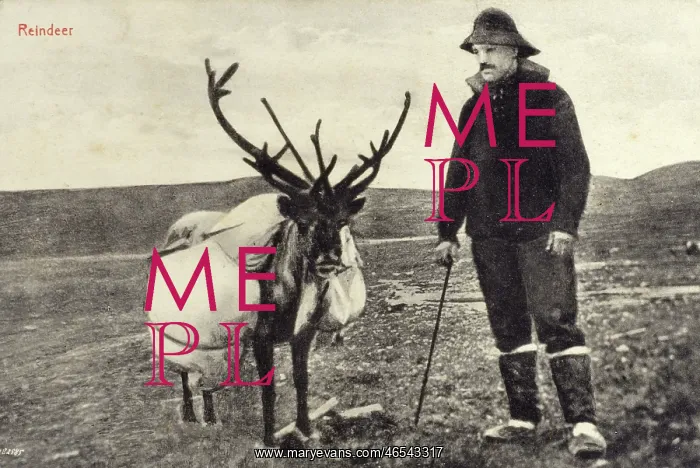 : Man from Newfoundland and Labrador with reindeer : Man from Newfoundland and Labrador with reindeer