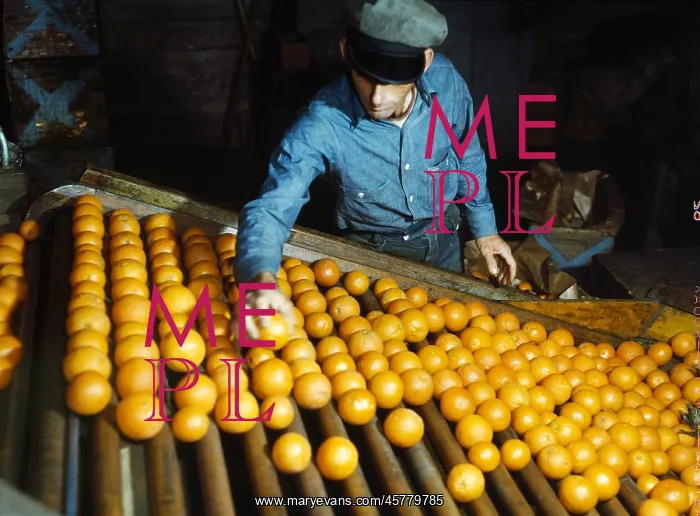 : Man, occupation, food industry, fruit : Man, occupation, food industry, fruit