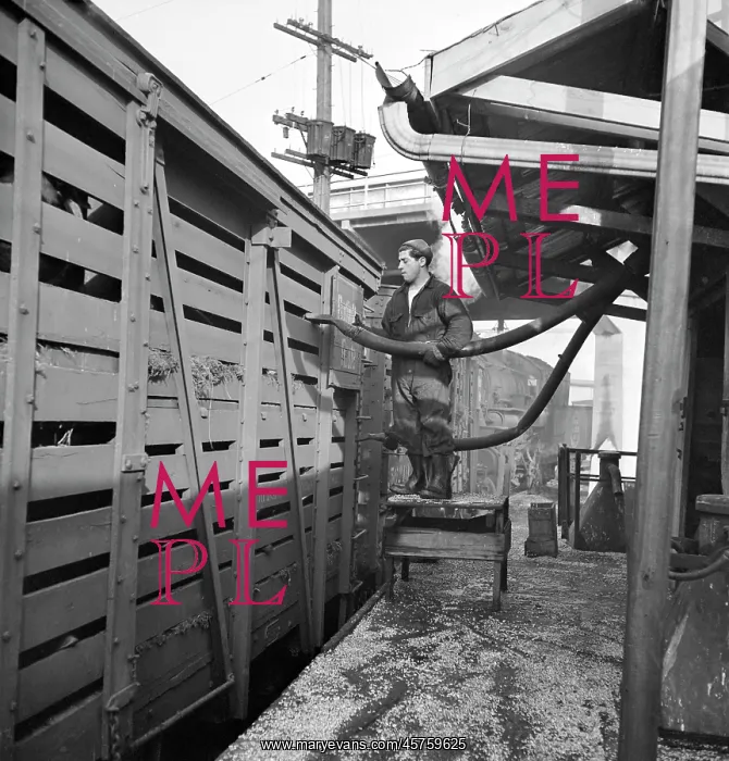 : Man - occupations - livestock - stockyards : Man - occupations - livestock - stockyards
