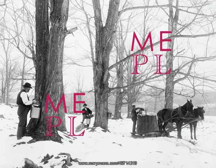  : Man - Occupations - Maple - Syrup