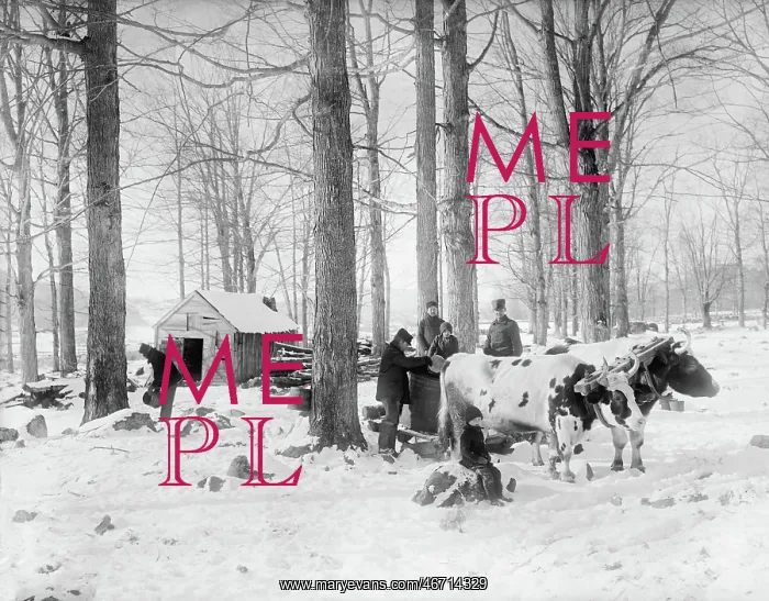  : Man - Occupations - Maple - Syrup