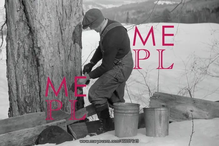 : Man - Occupations - Worker - Maple Syrup : Man - Occupations - Worker - Maple Syrup