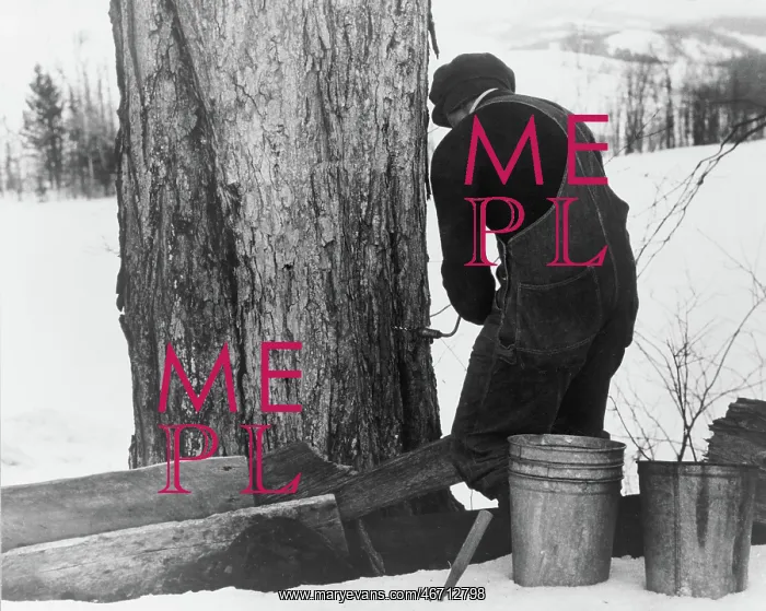 : Man - Occupations - Worker - Maple Syrup : Man - Occupations - Worker - Maple Syrup