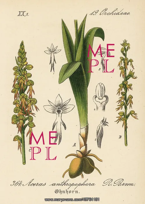 : Man orchid, Orchis anthropophora : Man orchid, Orchis anthropophora