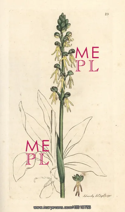 : Man orchid, Orchis anthropophora : Man orchid, Orchis anthropophora