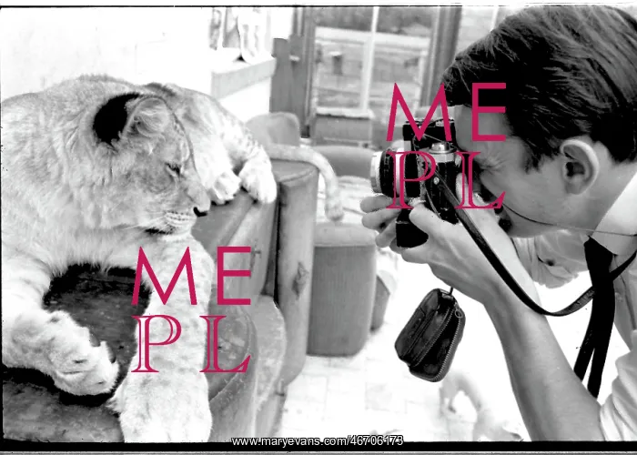 : Man photographing lioness