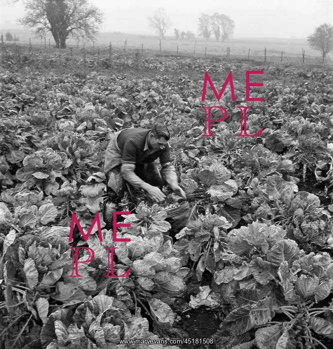 : Man picking Brussels sprouts : Man picking Brussels sprouts