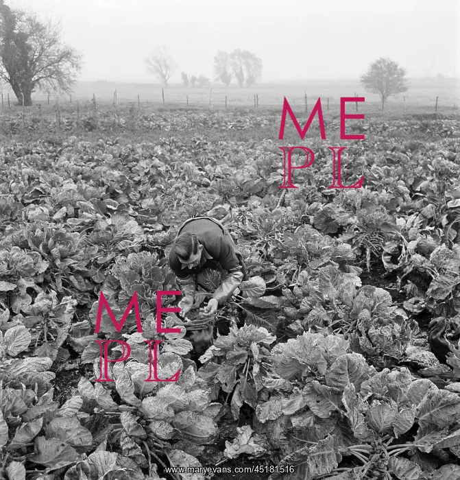 : Man picking Brussels sprouts : Man picking Brussels sprouts