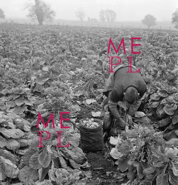 : Man picking Brussels sprouts : Man picking Brussels sprouts