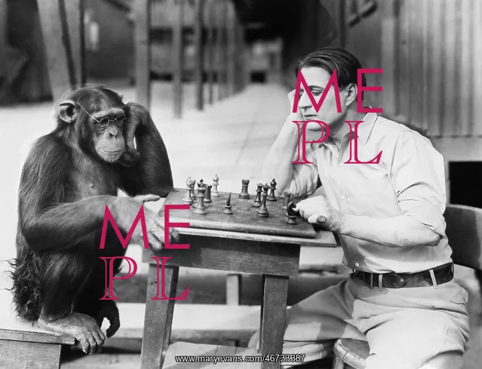: Man playing chess with monkey : Man playing chess with monkey