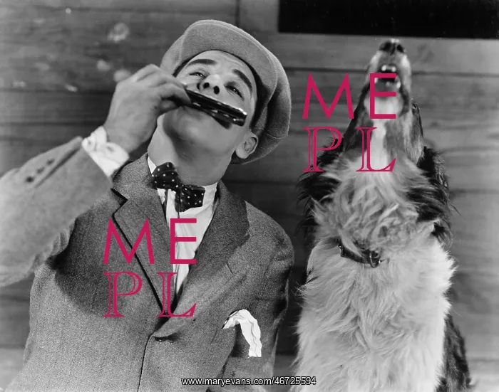 : Man playing harmonica with howling dog : Man playing harmonica with howling dog