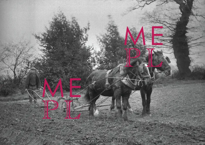 : Man ploughing with two horses : Man ploughing with two horses