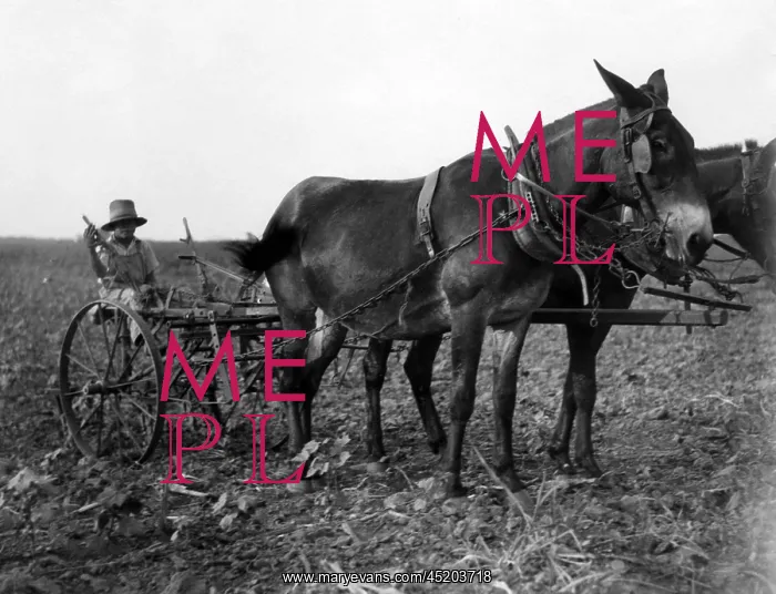 : A man plows cotton in Texas. Courtesy of ? : A man plows cotton in Texas. Courtesy of ?