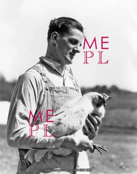 : Man Poultry Farmer Holding Rooster in His Arms