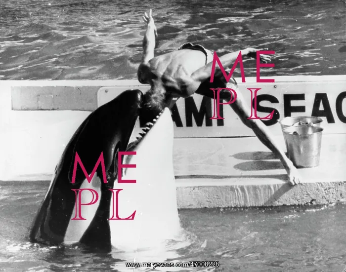 : Man Puts Head in Killer Whale Mouth : Man Puts Head in Killer Whale Mouth