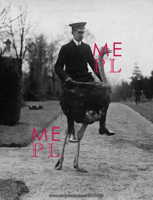 : Man rides an ostrich : Man rides an ostrich
