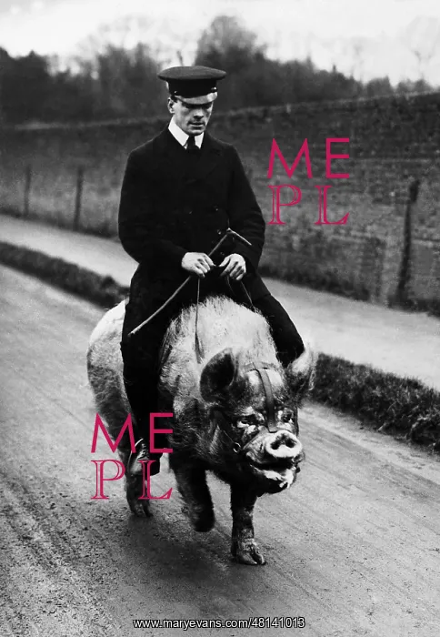 : Man rides on a pig : Man rides on a pig