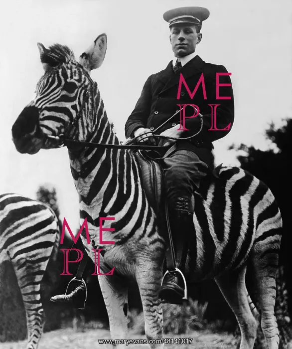 : Man rides on a zebra : Man rides on a zebra
