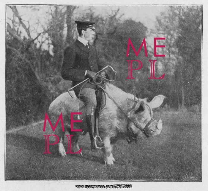 : MAN RIDING PIG 1915 : MAN RIDING PIG 1915
