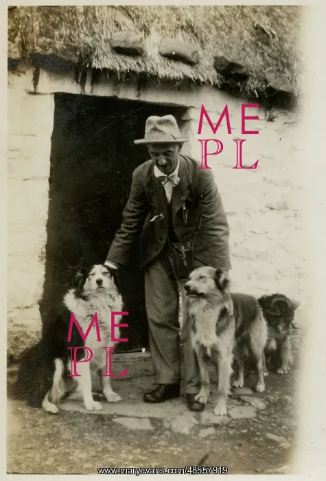 : Man in Scotland with three collie dogs : Man in Scotland with three collie dogs