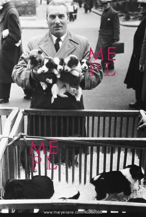 : MAN SELLS PUPS IN STREET : MAN SELLS PUPS IN STREET