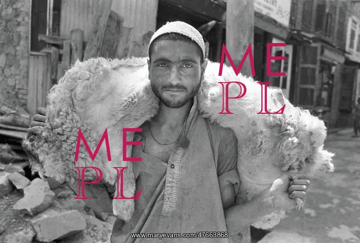 : Man with sheep carcass, Kashmir : Man with sheep carcass, Kashmir