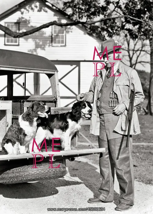 : Man with Shotgun under his Arm and Springer Spaniel Dogs : Man with Shotgun under his Arm and Springer Spaniel Dogs