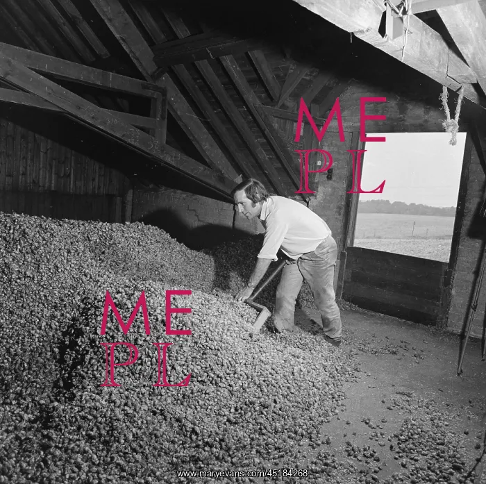 : Man Shovelling Hops : Man Shovelling Hops
