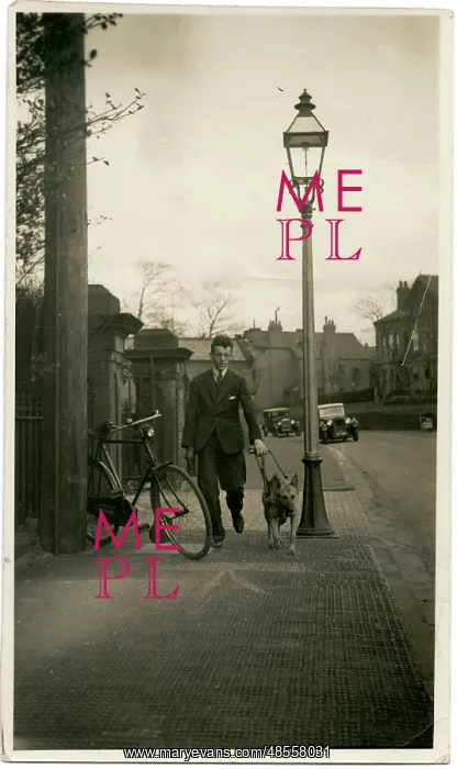 : Man taking an Alsatian dog for a walk : Man taking an Alsatian dog for a walk