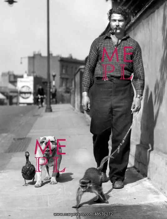 : Man taking monkey, dog and duck for a walk : Man taking monkey, dog and duck for a walk