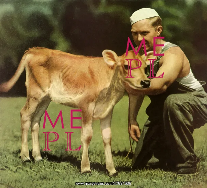  : Man Tending a Calf