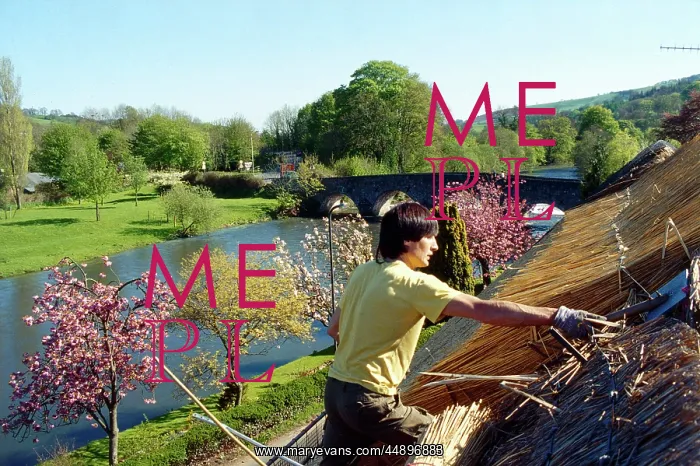 : Man thatching a roof, Bickleigh, Devon : Man thatching a roof, Bickleigh, Devon