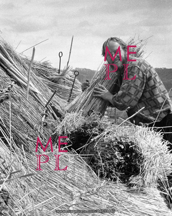 : Man thatching a roof, Colyford, East Devon : Man thatching a roof, Colyford, East Devon