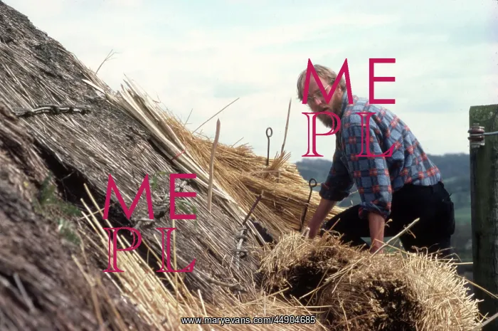: Man thatching a roof, Colyford, East Devon : Man thatching a roof, Colyford, East Devon
