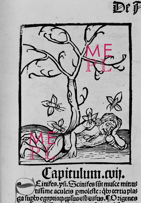 : Man tormented by insects : Man tormented by insects