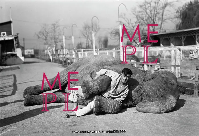 : Man Trainer Wrestling with Elephant on Ground Circus Perfo : Man Trainer Wrestling with Elephant on Ground Circus Perfo