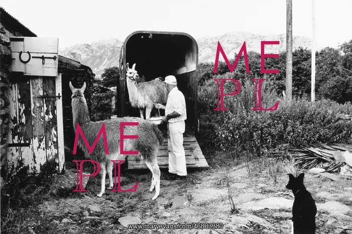: Man unloading llamas : Man unloading llamas