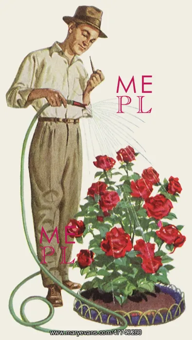  : Man Watering Rosebush
