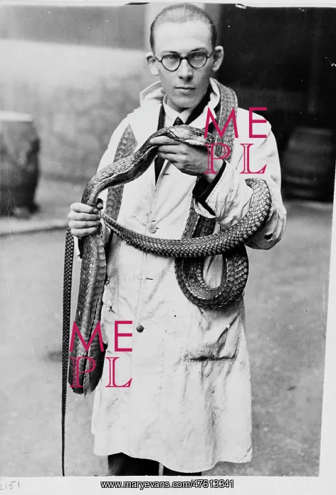 : Man wearing snake, 1930s : Man wearing snake, 1930s