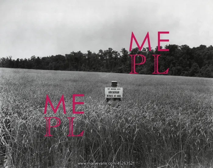 : Man in a wheat field holding a sign, Top Dressed : Man in a wheat field holding a sign, Top Dressed
