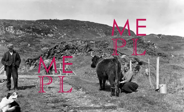 : Man and woman with cattle, Scotland : Man and woman with cattle, Scotland